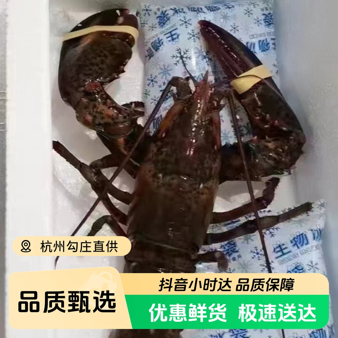 活波龙500～600g ±50g送蛤蜊一盒