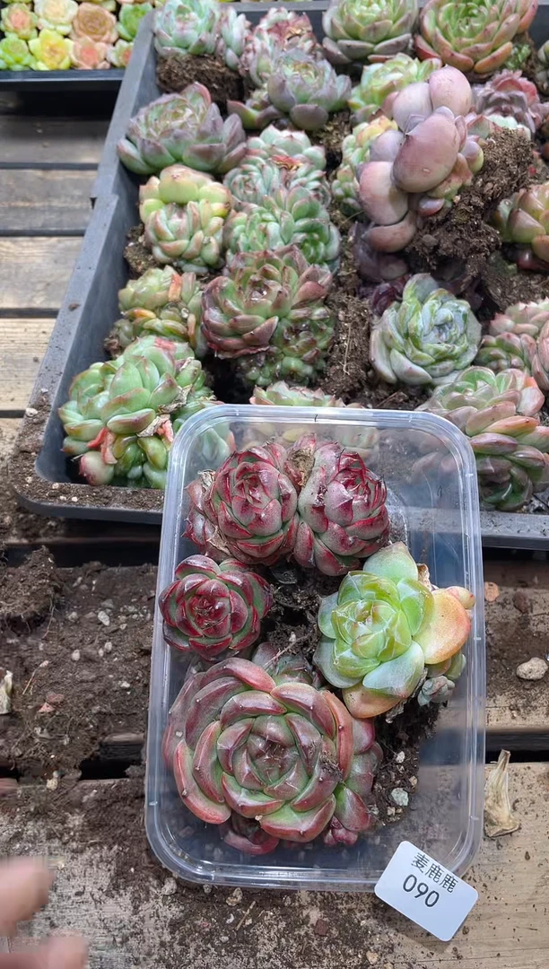 090霸道珍妮母本群生     量拍3颗随机发