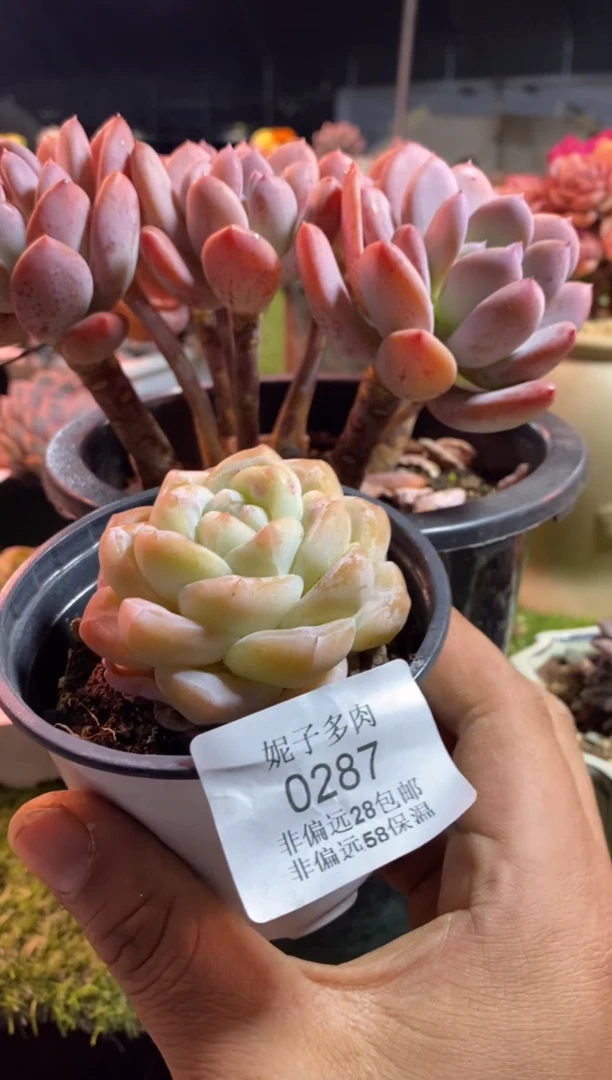 【闪购商品】0289冰玉aaaa