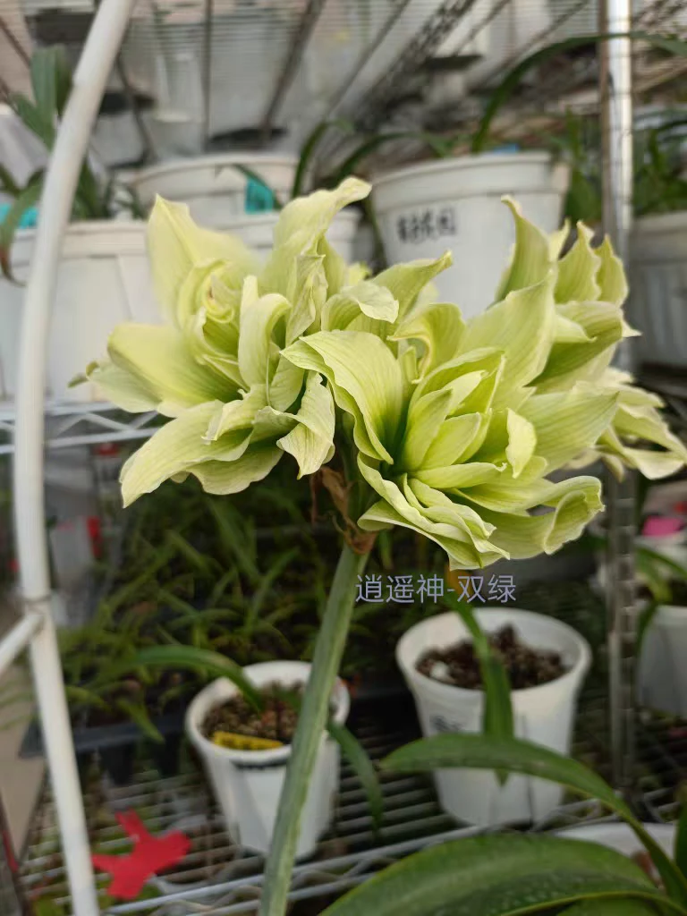 朱顶红双绿 蓝色蜂鸟 国产自然球4-5直径