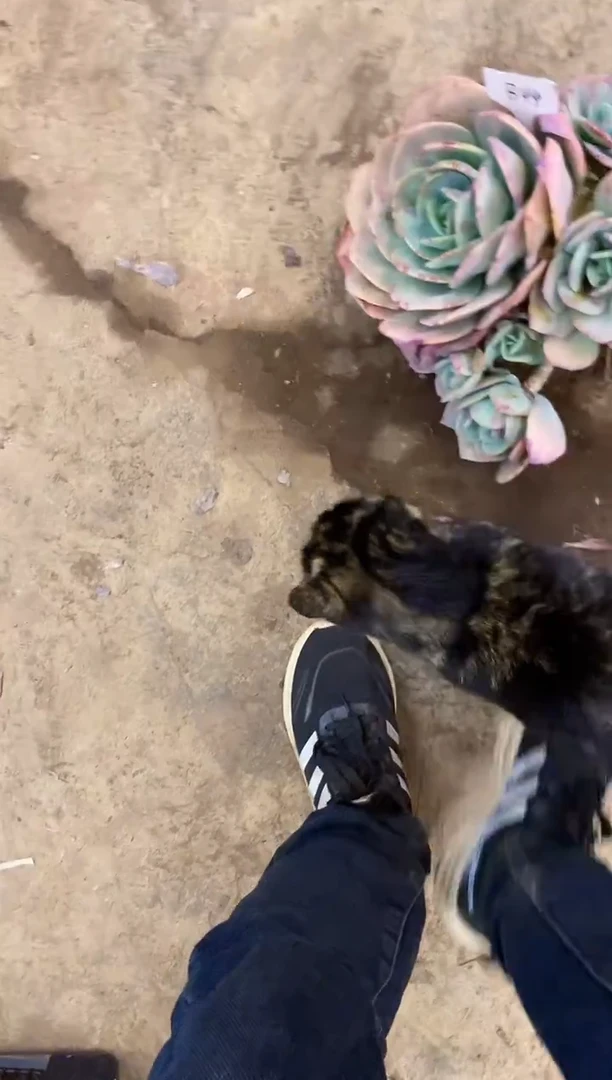 A****y      B44号（纸巾裹）￥29