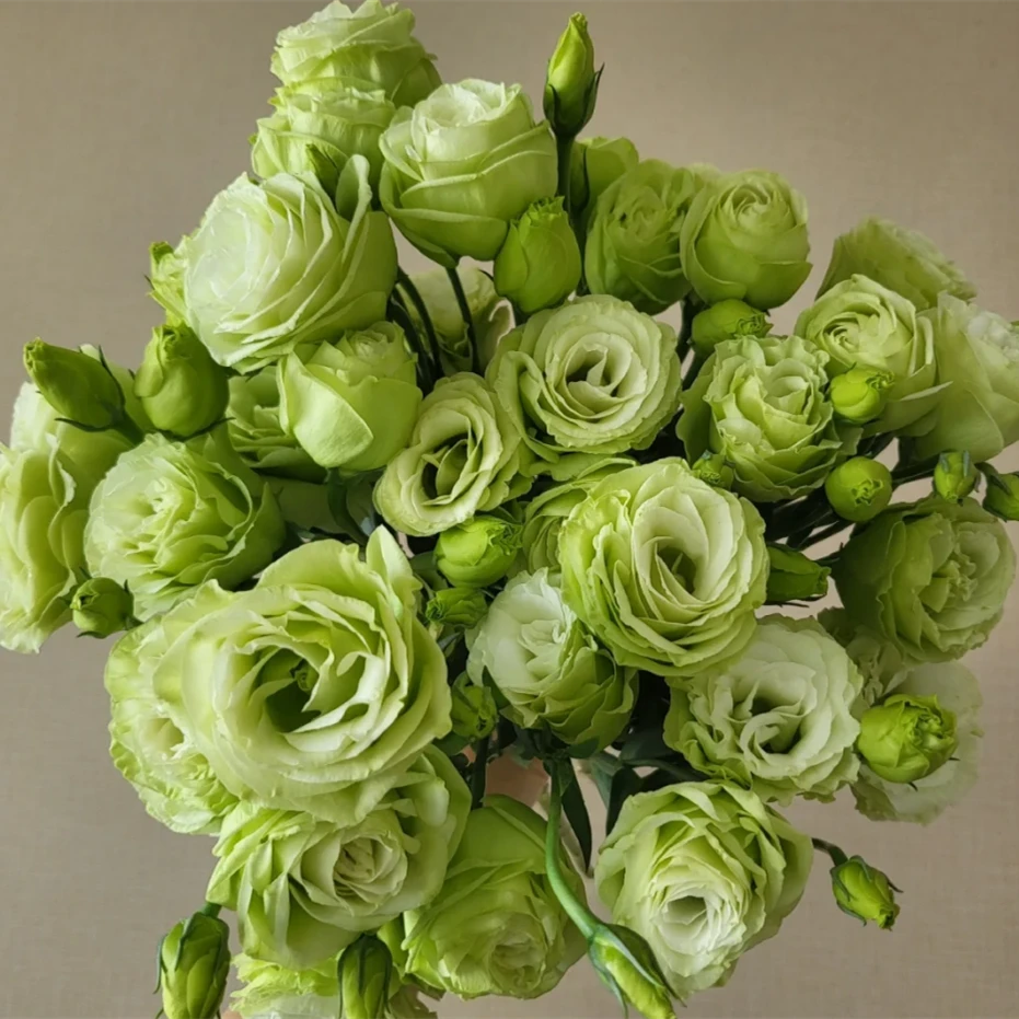 次日达-【绿桔梗】1份洋桔梗鲜花批发直播任意两单升级顺丰包邮三单送随机花瓶一个今天拍明天到