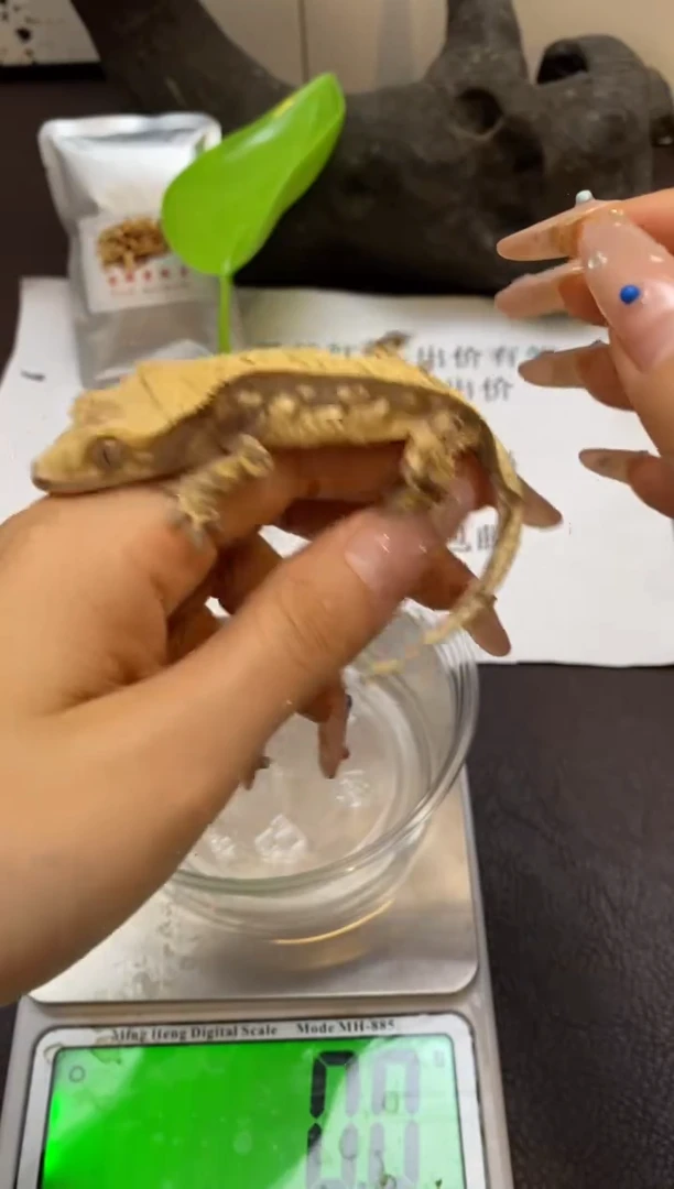 豹纹守宫Scale Tail 爬宠J5