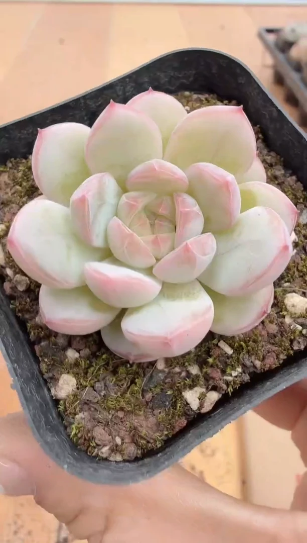 东云多肉园二店-200