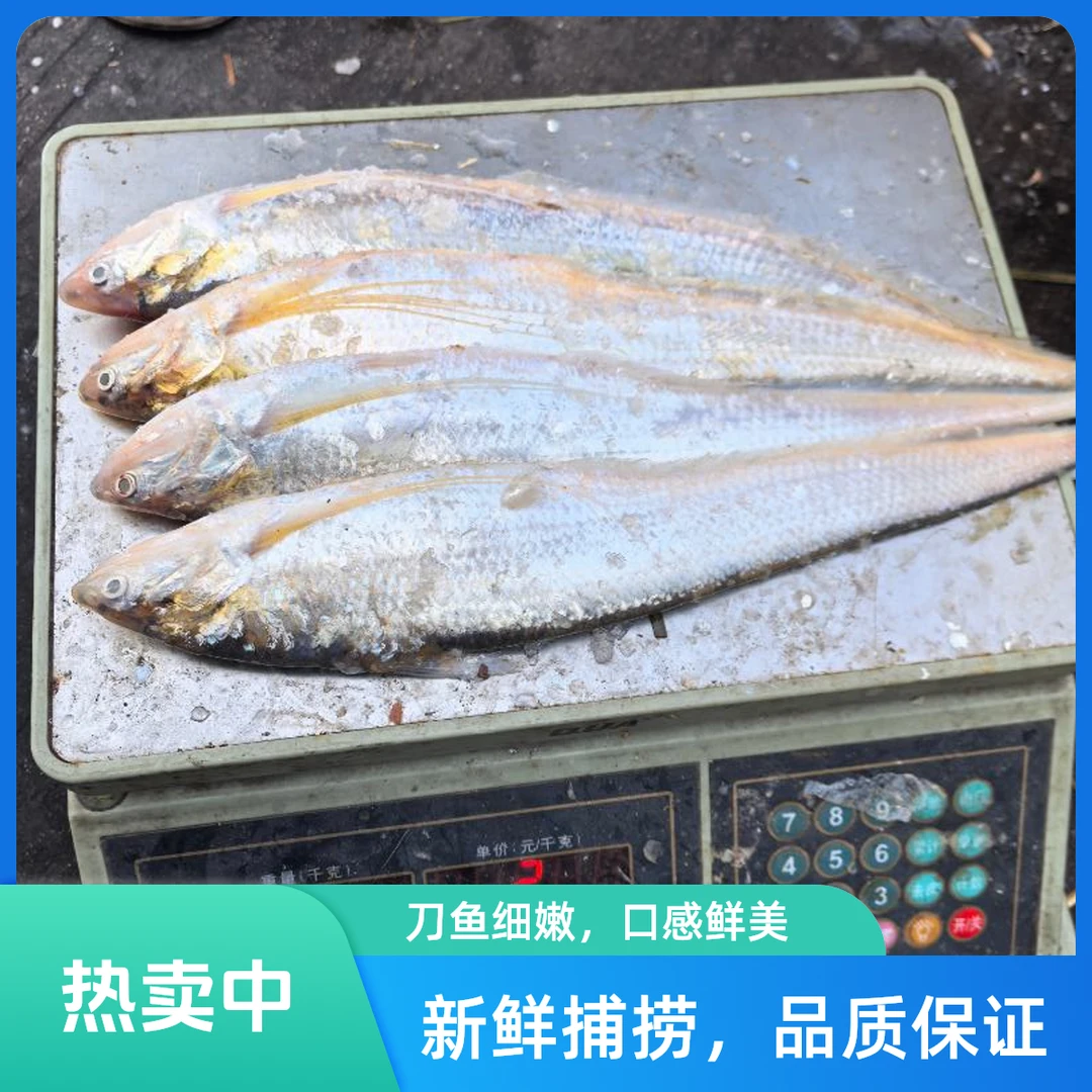 现捕东海刀鱼一斤4条共两斤花鳞