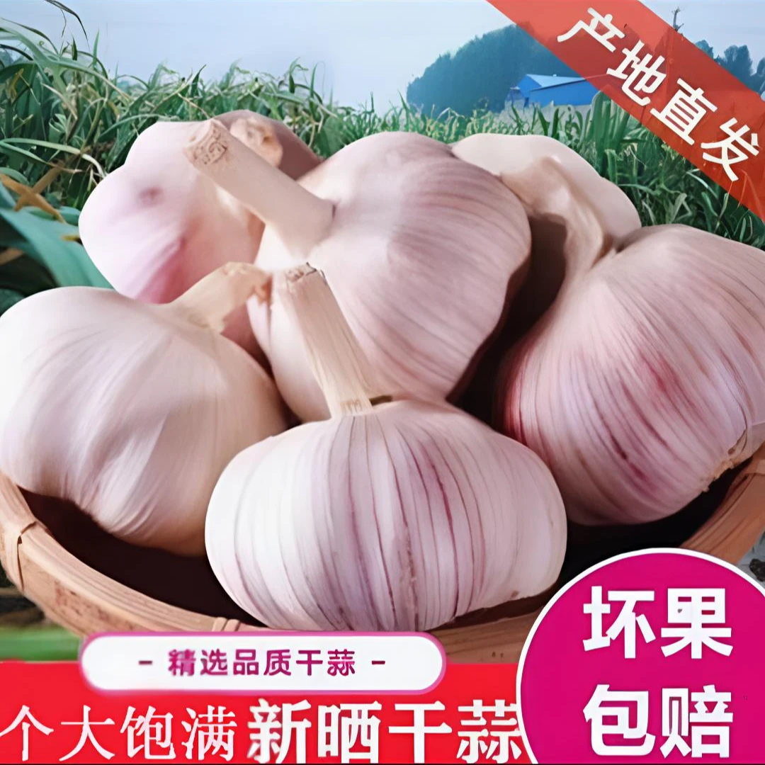 河南杞县农家自种紫白皮2025年新干大蒜头可种可腌新鲜美味