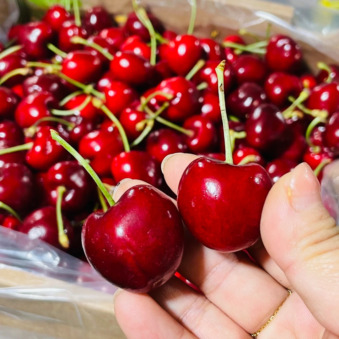 【3J海运智利车厘子科迪亚】脆甜多汁内附果径卡5斤科迪亚樱桃智利共和国