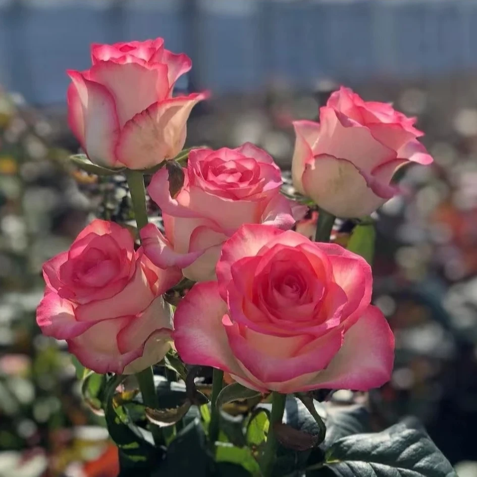 （买三送一）云南昆明基地现挖现发玫瑰花苗四季开花爆花好养易活