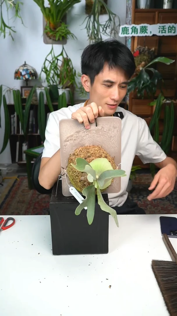 无花朵D467-独角兽孢子苗