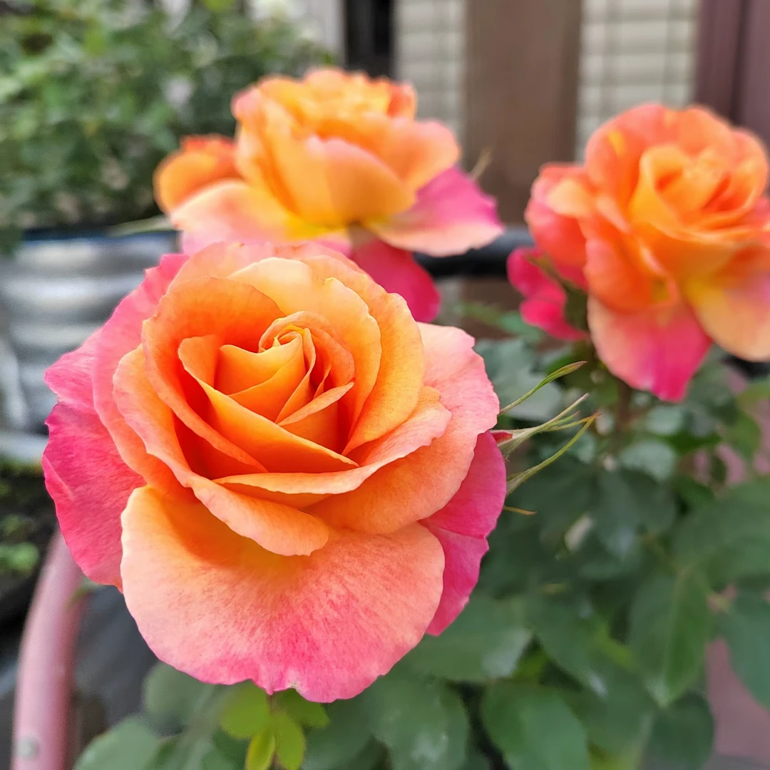【彩虹布丁】粉黄色渐变多头勤花月季抗病性强四季开花庭院花园楼顶