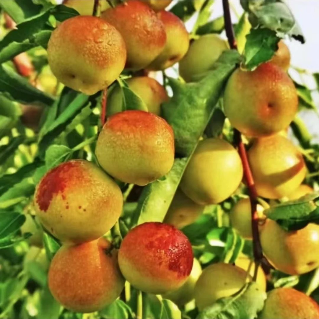 【正宗冰糖冬枣苗】 脆甜无渣南方北方种植庭院枣树果树苗