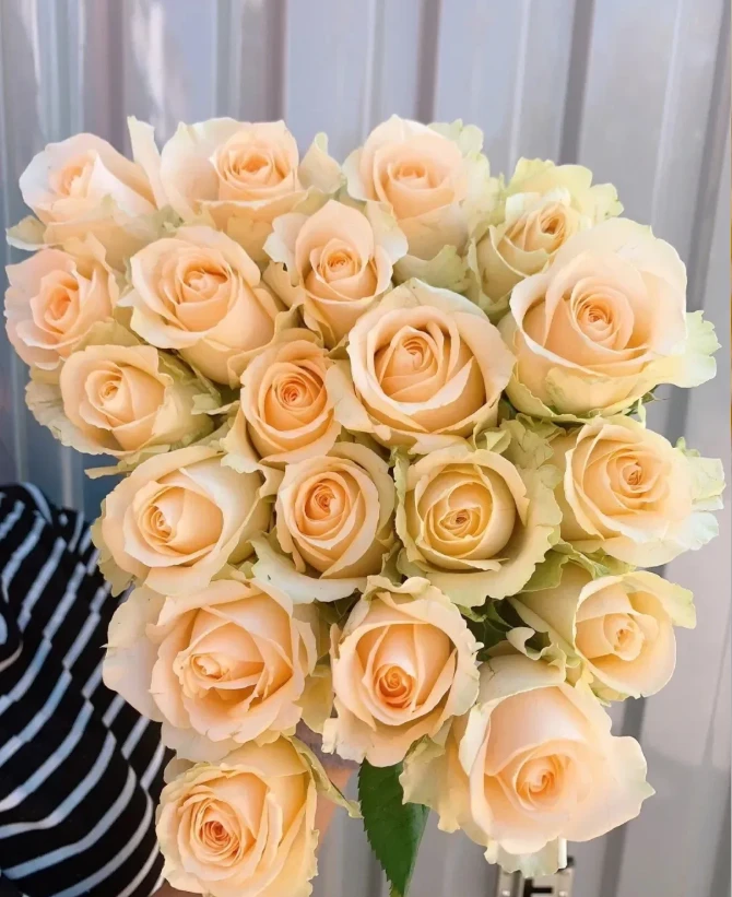 【云花出滇】香槟玫瑰 浪漫生活鲜花 昆明基地直发