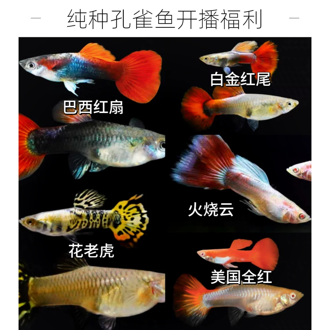 【彩色混搭开播福利】8条+2条备损纯种观背孔雀鱼热带观赏鱼淡水