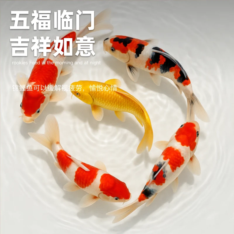 超大尺寸 精品锦鲤 17条 7-9公分 包邮包活（死了包赔）花色混搭