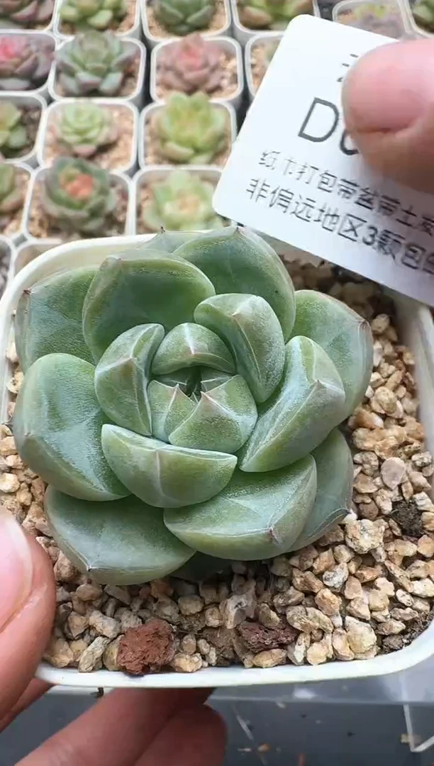 074D云禹多肉植物 带盆土纸巾打包 3颗包邮