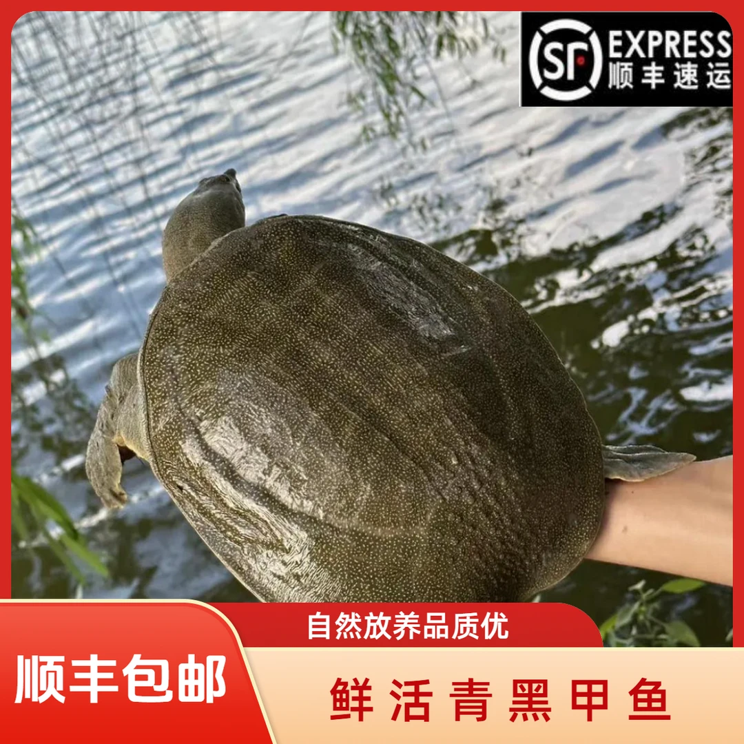 【单只装】到手2.5-3斤 （青黑背） 鲜活水鱼团鱼甲鱼 顺丰包邮