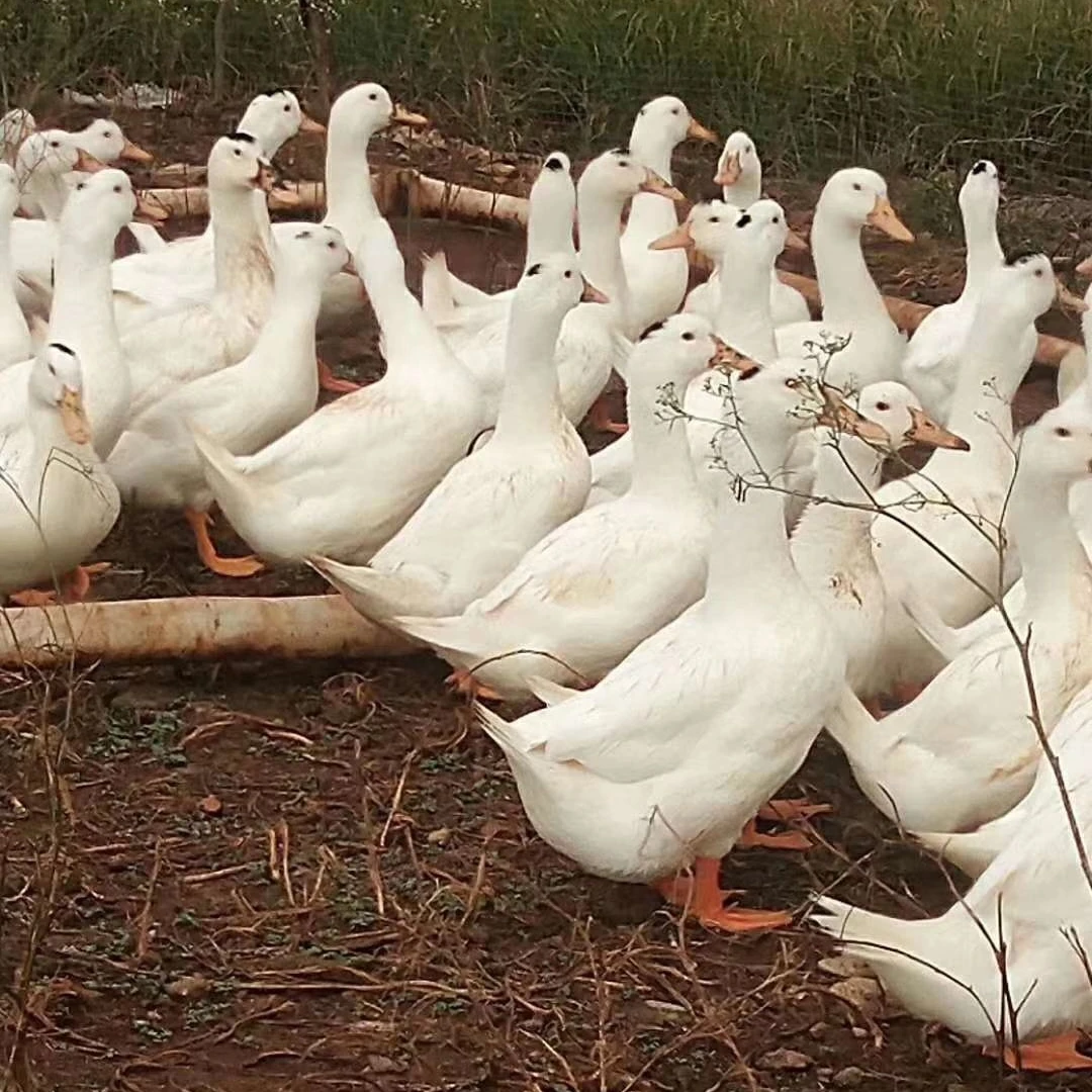 1.5斤一点头4只 疫苗齐全健康好养 伤亡包赔 活的发货