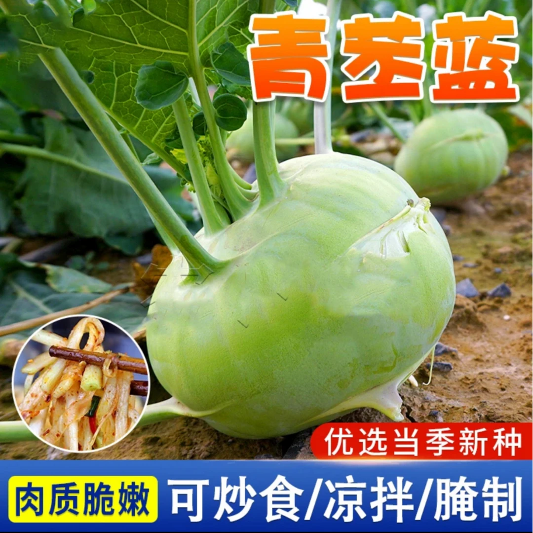 【苤蓝种子】早熟高产天津青苤蓝水果苤兰种籽大田四季