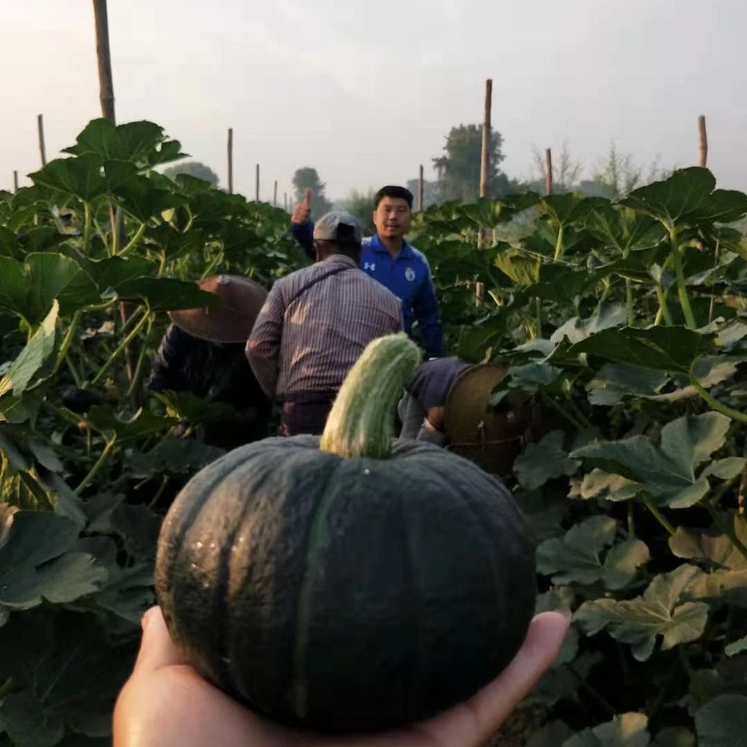 正宗山东板票味贝贝南瓜板栗南瓜粉糯香甜