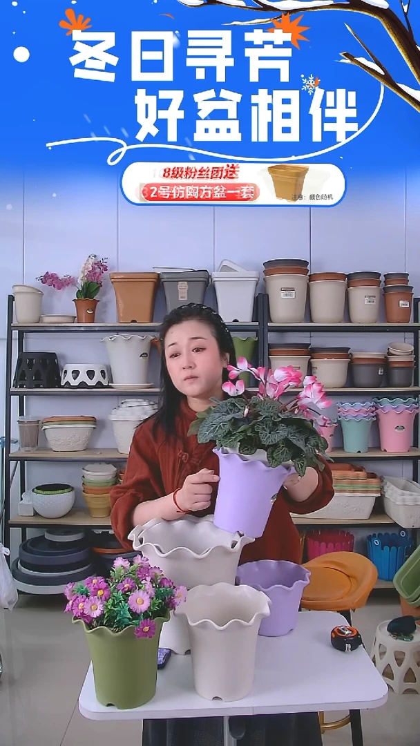 彩色荷叶边香芋紫色3套带托盘