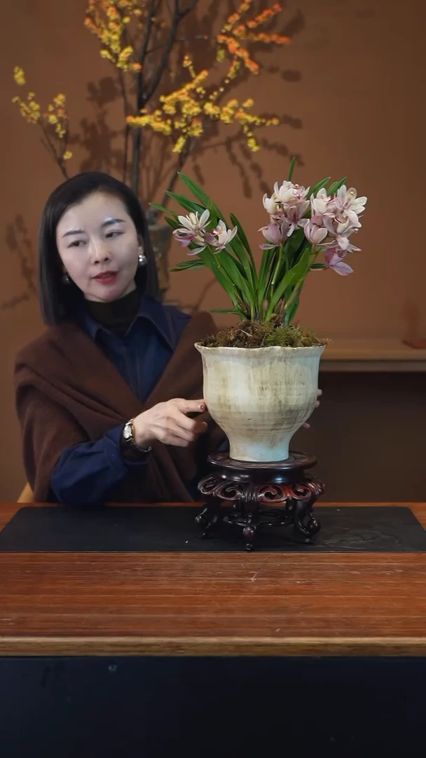 全部花朵樱花盆景盆景盆景