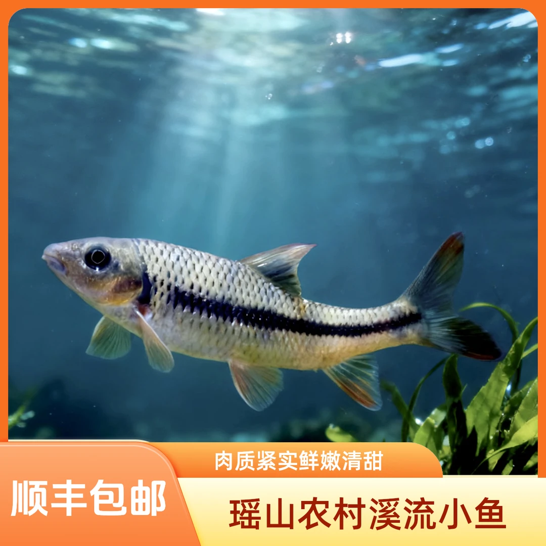 溪石斑光唇冷水深山冷水水原生鱼纯天然味道好新鲜