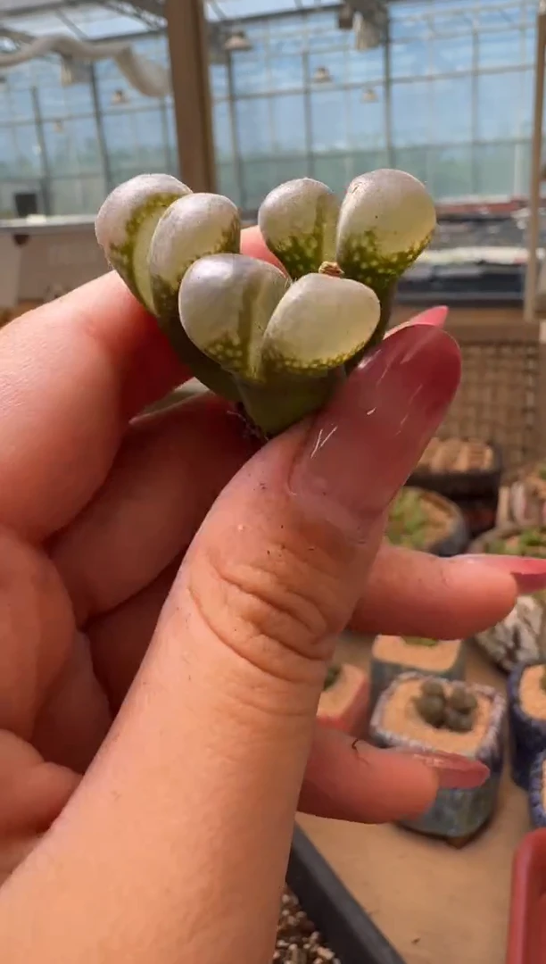 7-28多肉植物肉锥