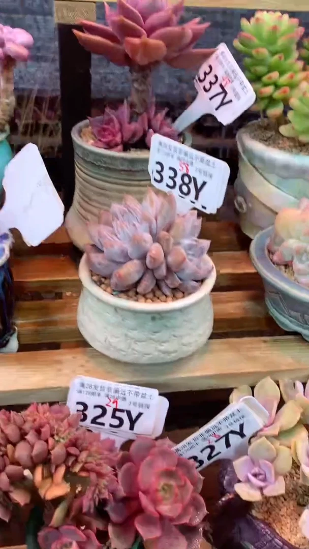 338Y（一物一拍实付满28发货，默认不带盆土）