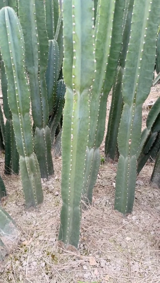 【闪购商品】【带根】60cm 量天尺