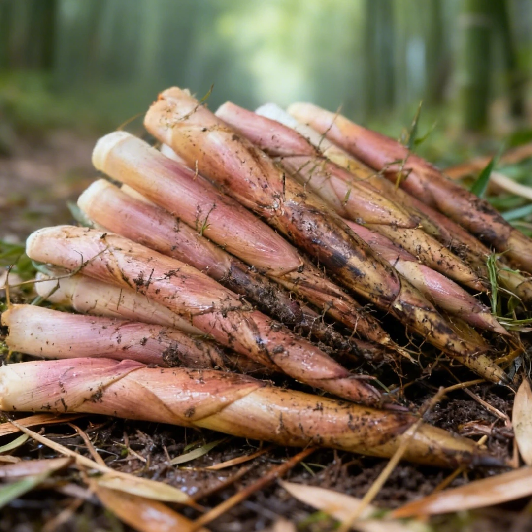 『现挖去根』雷竹秋笋新鲜现挖雷笋当季食用蔬菜竹笋小笋
