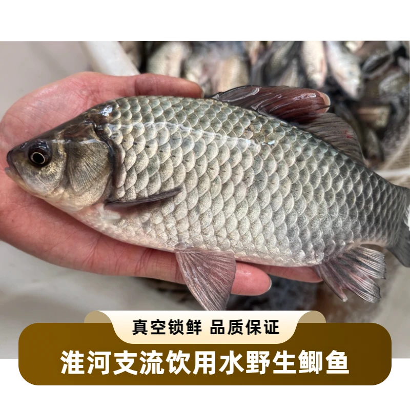 鲜活纯野鲫鱼清塘草塘野土鲫鱼孕产妇月子炖汤