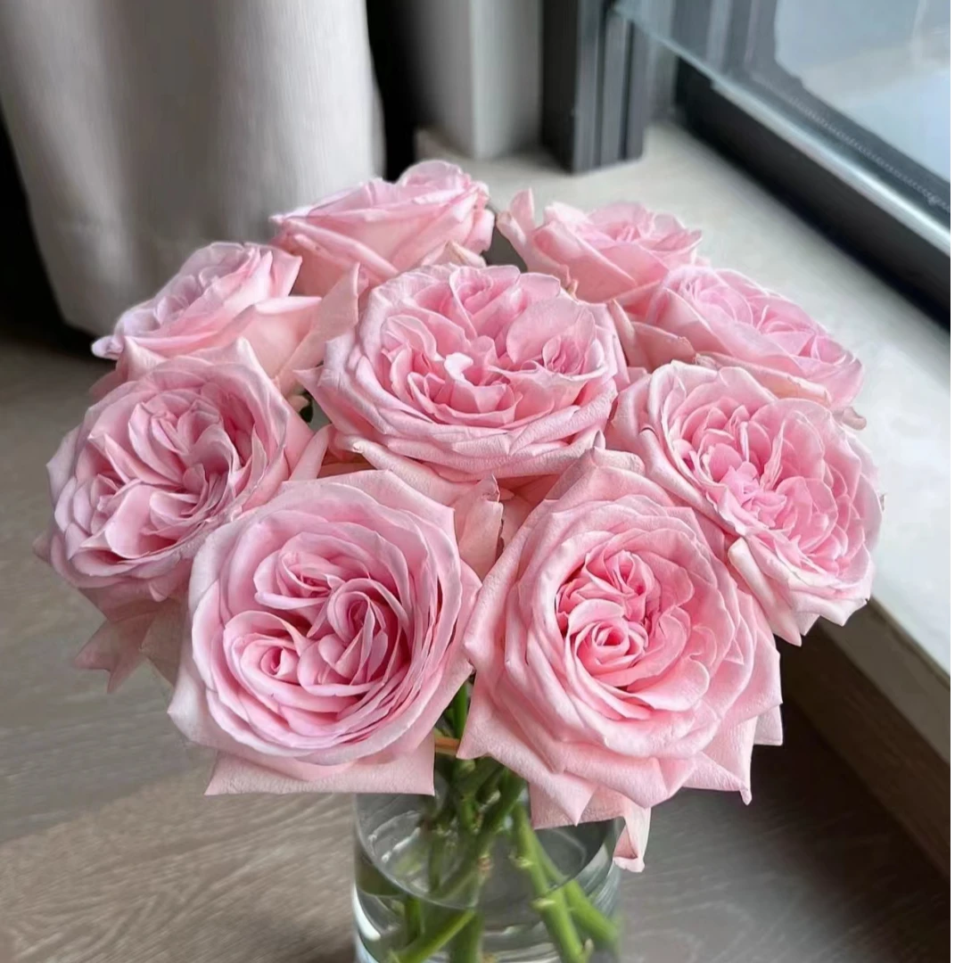 51 带香味粉荔枝玫瑰10支+粉色格桑花一小把+粉佳人康乃馨10支