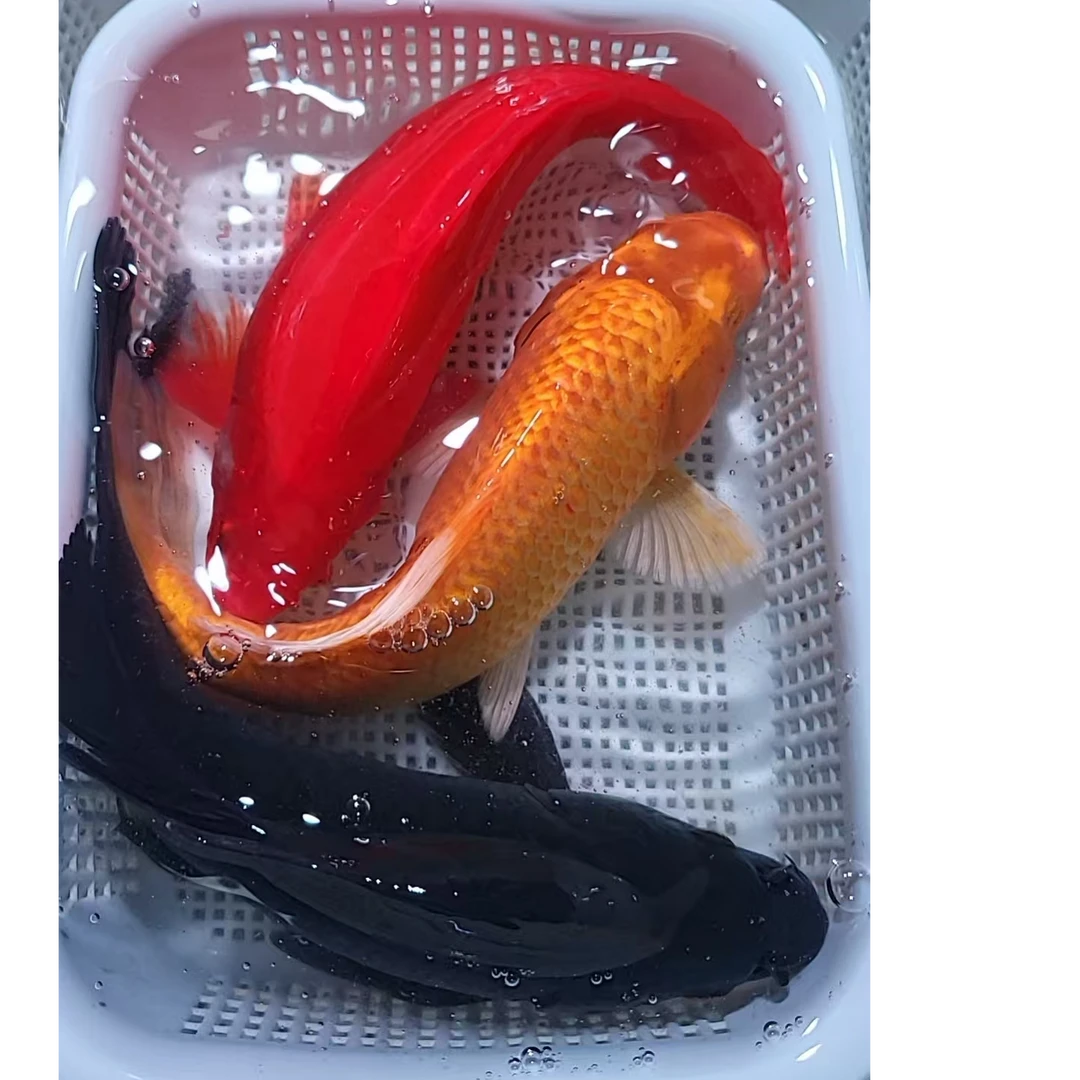 32号三星报喜【1黄1黑1红草18-20厘米】冷水观赏鱼  包邮