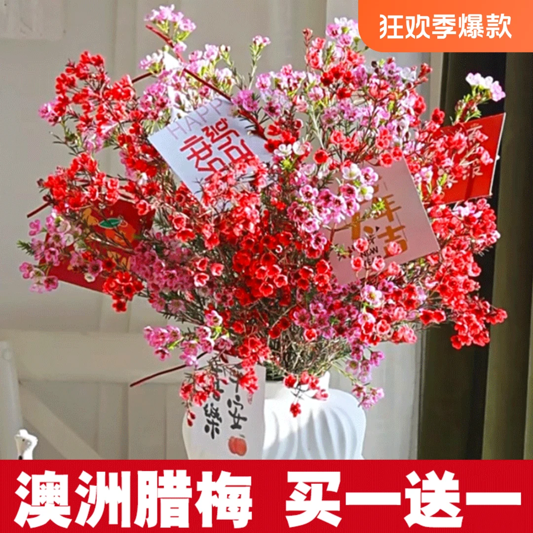 澳洲腊梅鲜花鲜枝云南基地直发真花红色年宵花平头水养过年摆件