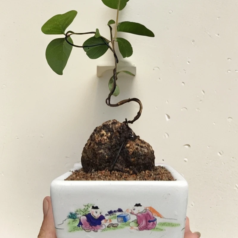 精品爱心果盆景，一物一拍（谨慎下单顺丰，京东快递不包邮）