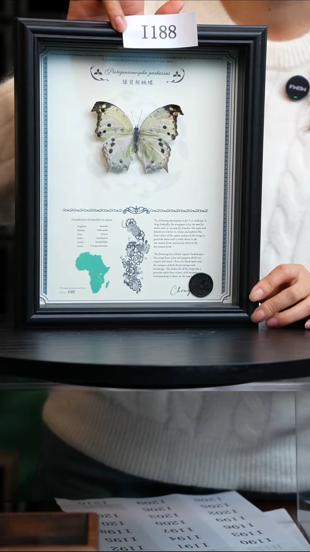 微瑕蝴蝶标本摆件一口价I188