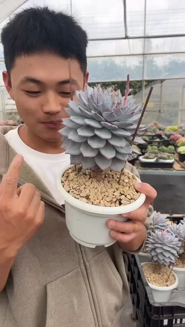 粉蓝鸟