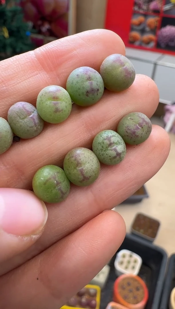 【闪购商品】19-58日本八重垣姬一颗