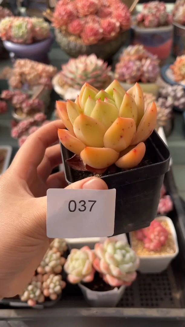 037单头皮蛋多肉