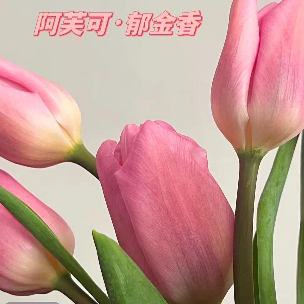 【阿芙克】梦幻粉郁金香优雅气息浓重