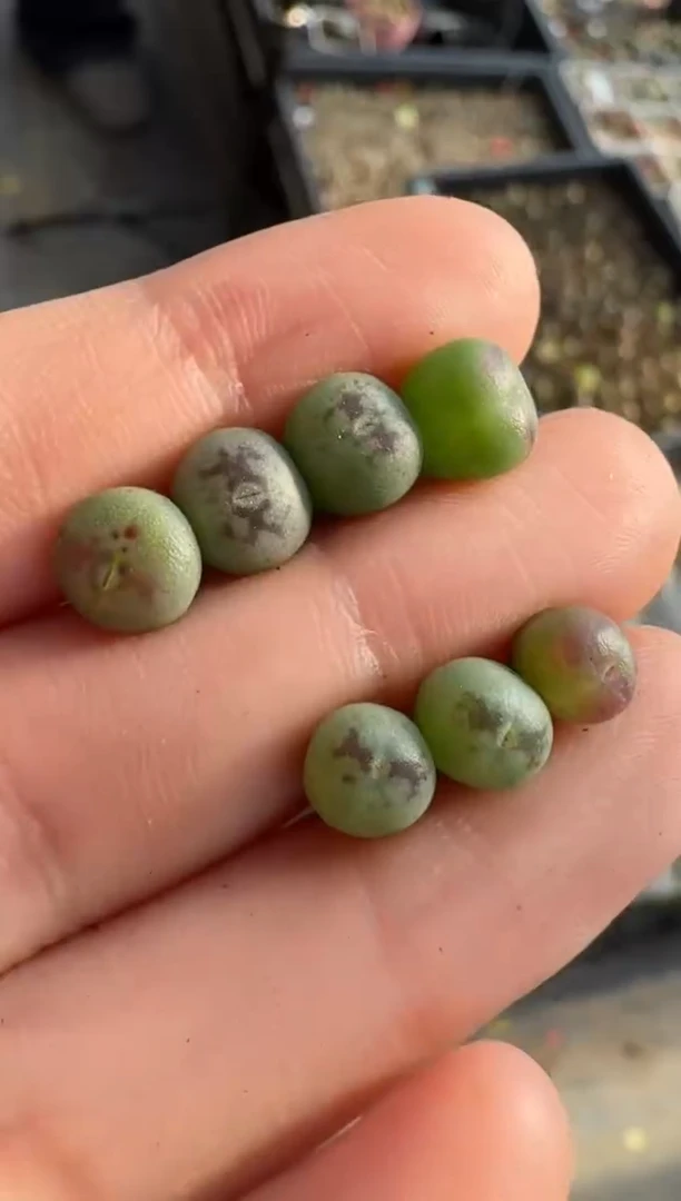 【闪购商品】17-39桃割娘杂交一颗