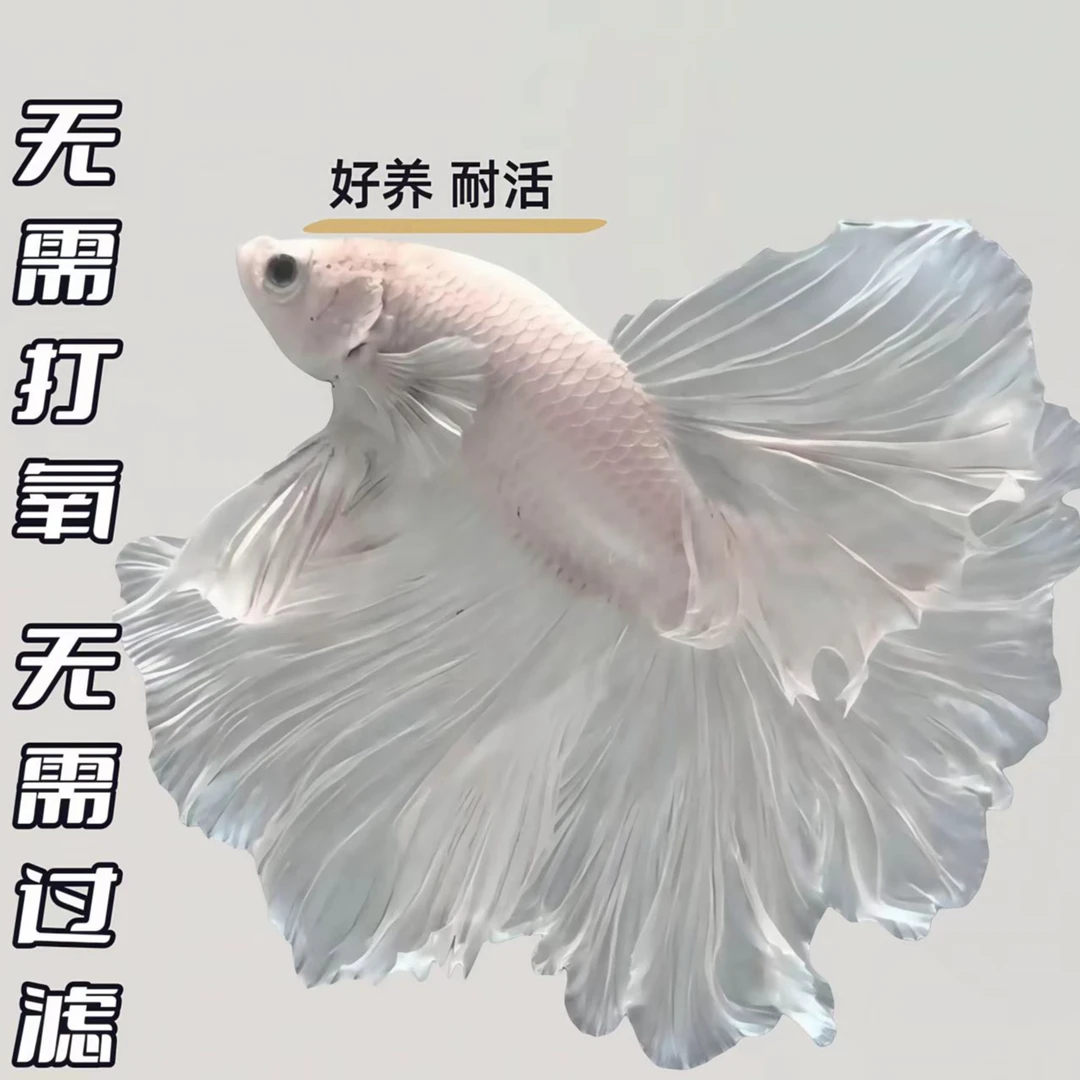 精品斗鱼活体淡水观赏鱼免打氧气好养耐活仙女款婚纱鱼观赏鱼