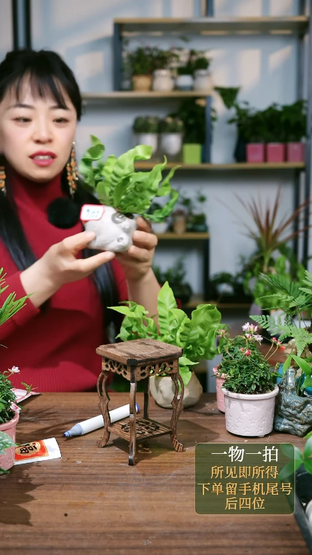 【闪购商品】80--9755鸟巢蕨灰