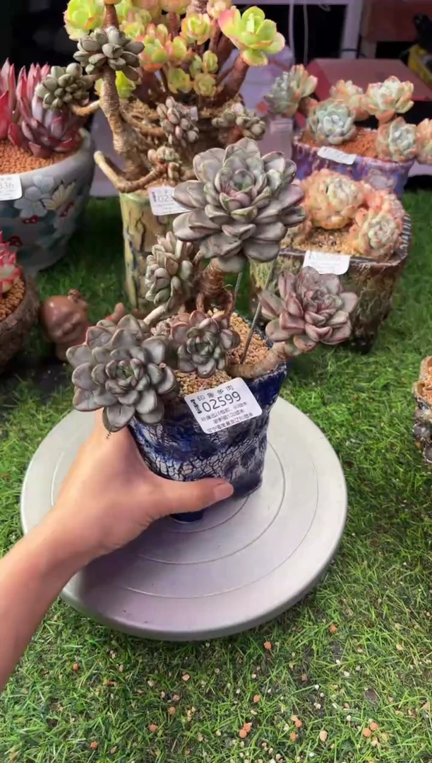 昆明印象多肉02599