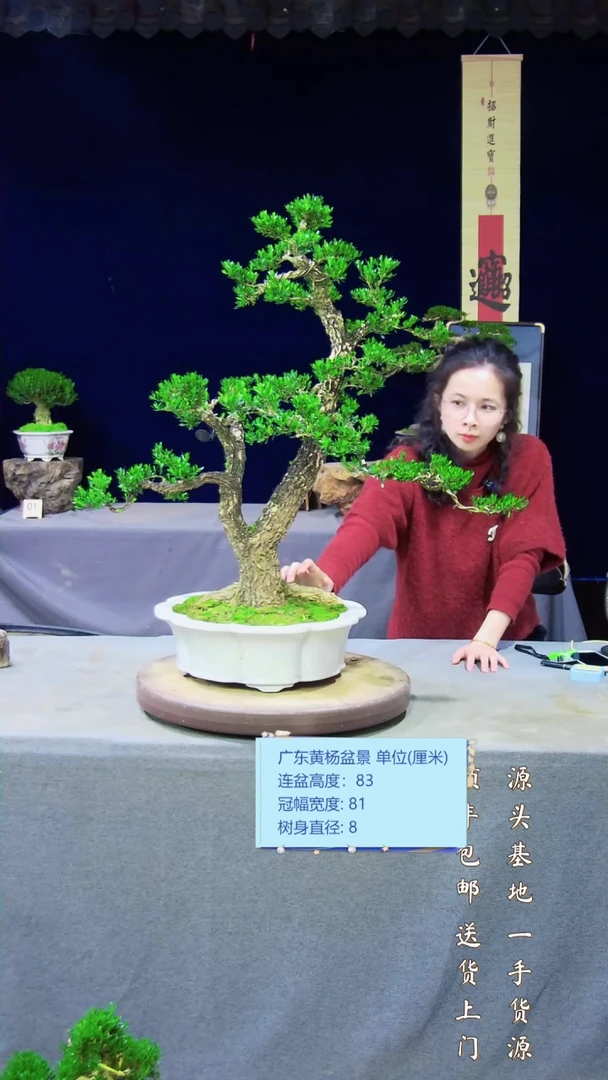 【闪购商品】黄杨盆景艺术黄杨盆景艺术