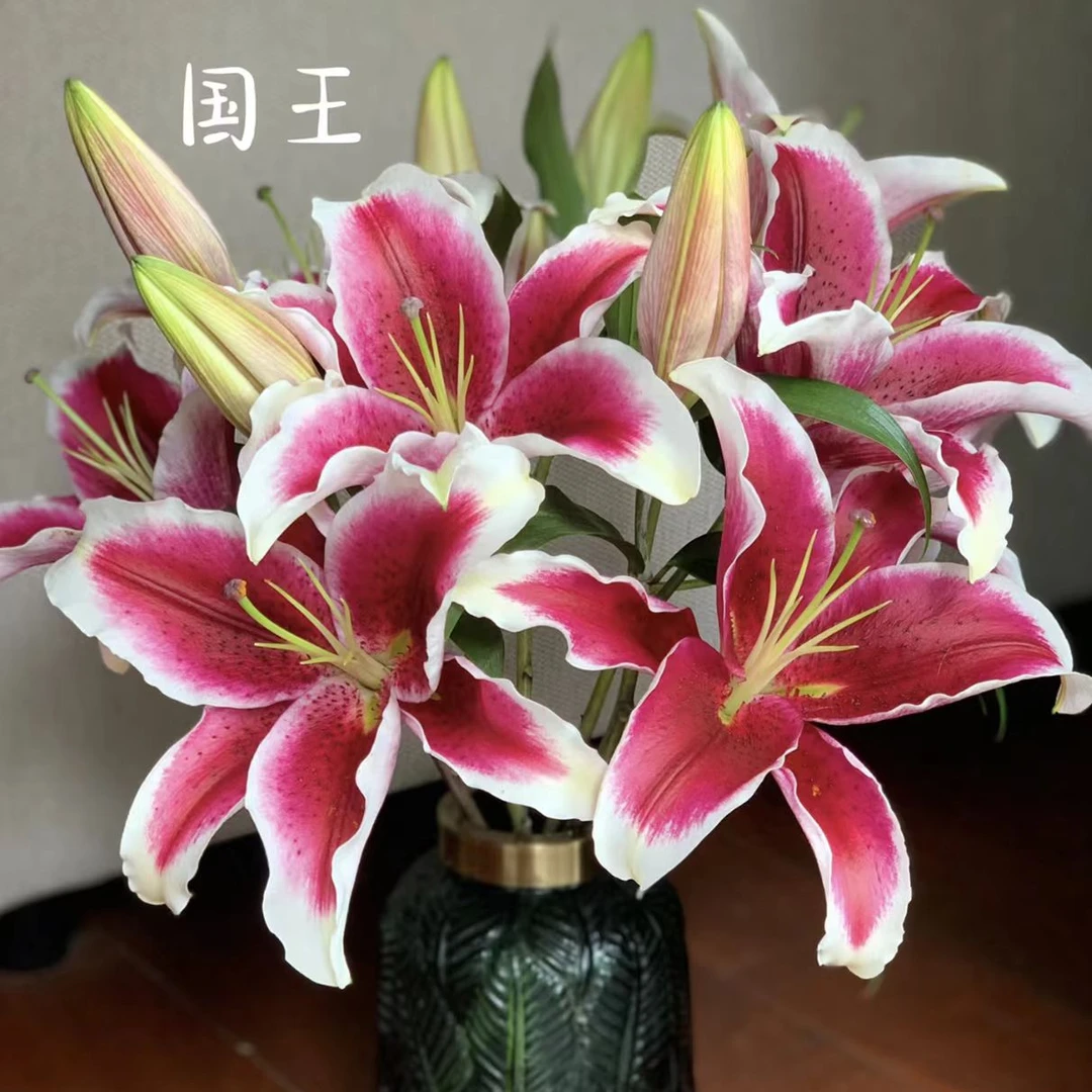 YZ【国王香水百合】