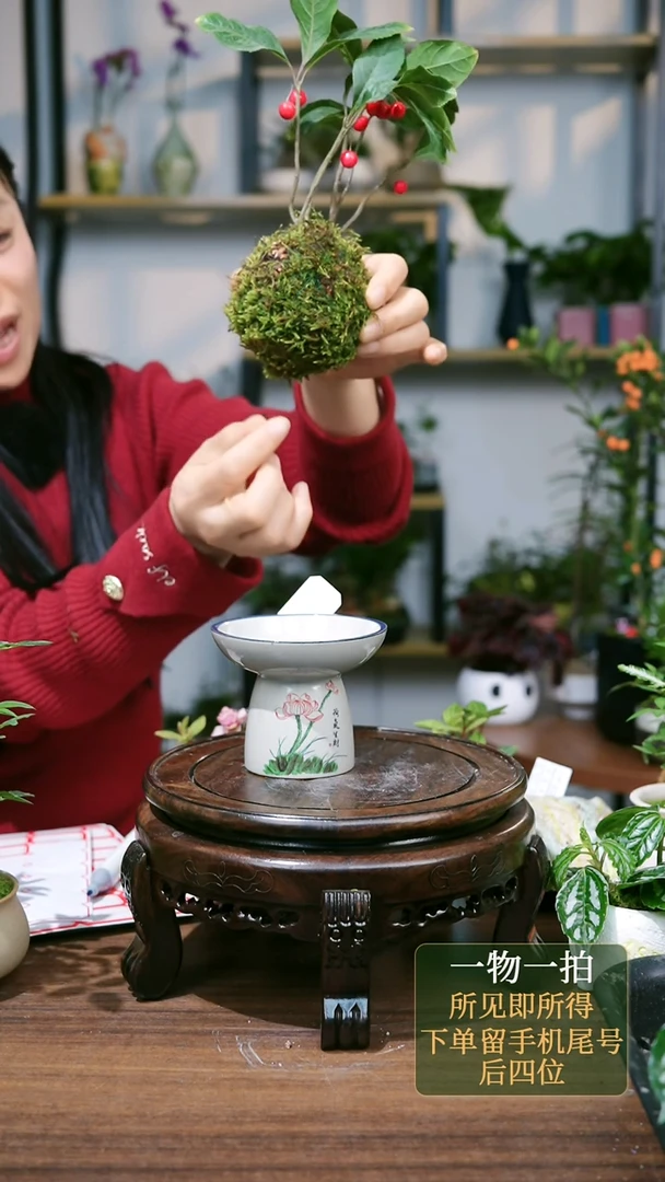 【闪购商品】58--3810紫金牛苔藓球一套