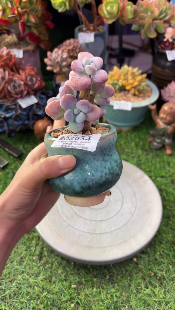 昆明印象多肉02654