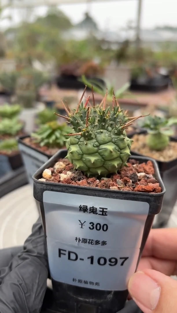 绿鬼玉大戟FD-1097