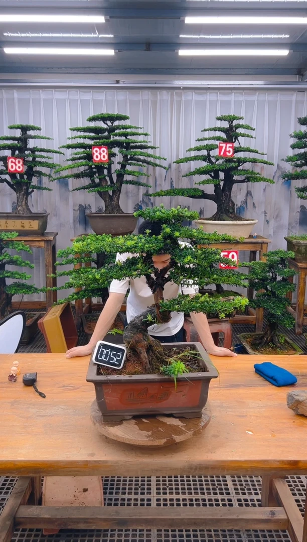 无花朵精品盆景直播间一物一拍